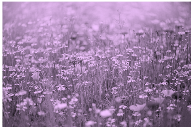 purple mask applied to colorful image